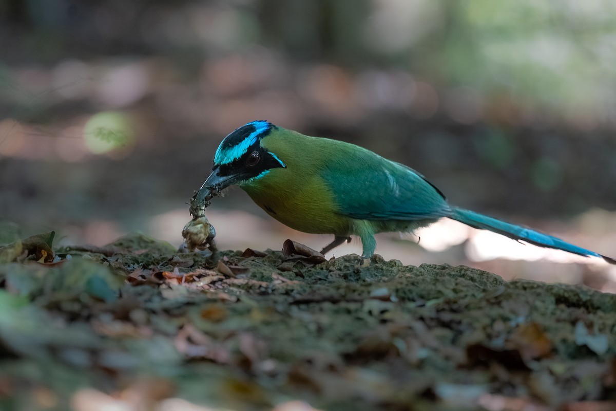 Lesson's Motmot - ML393997101