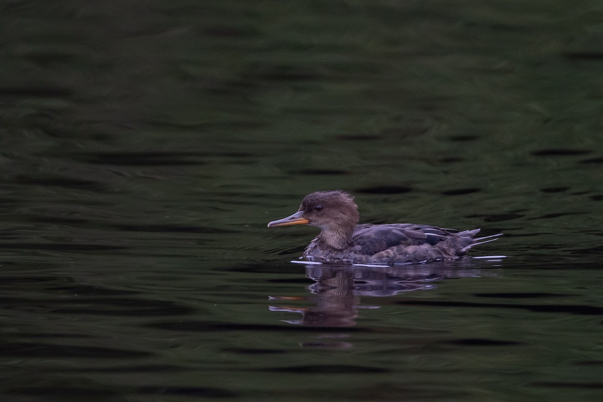 Hooded Merganser - André Turcot