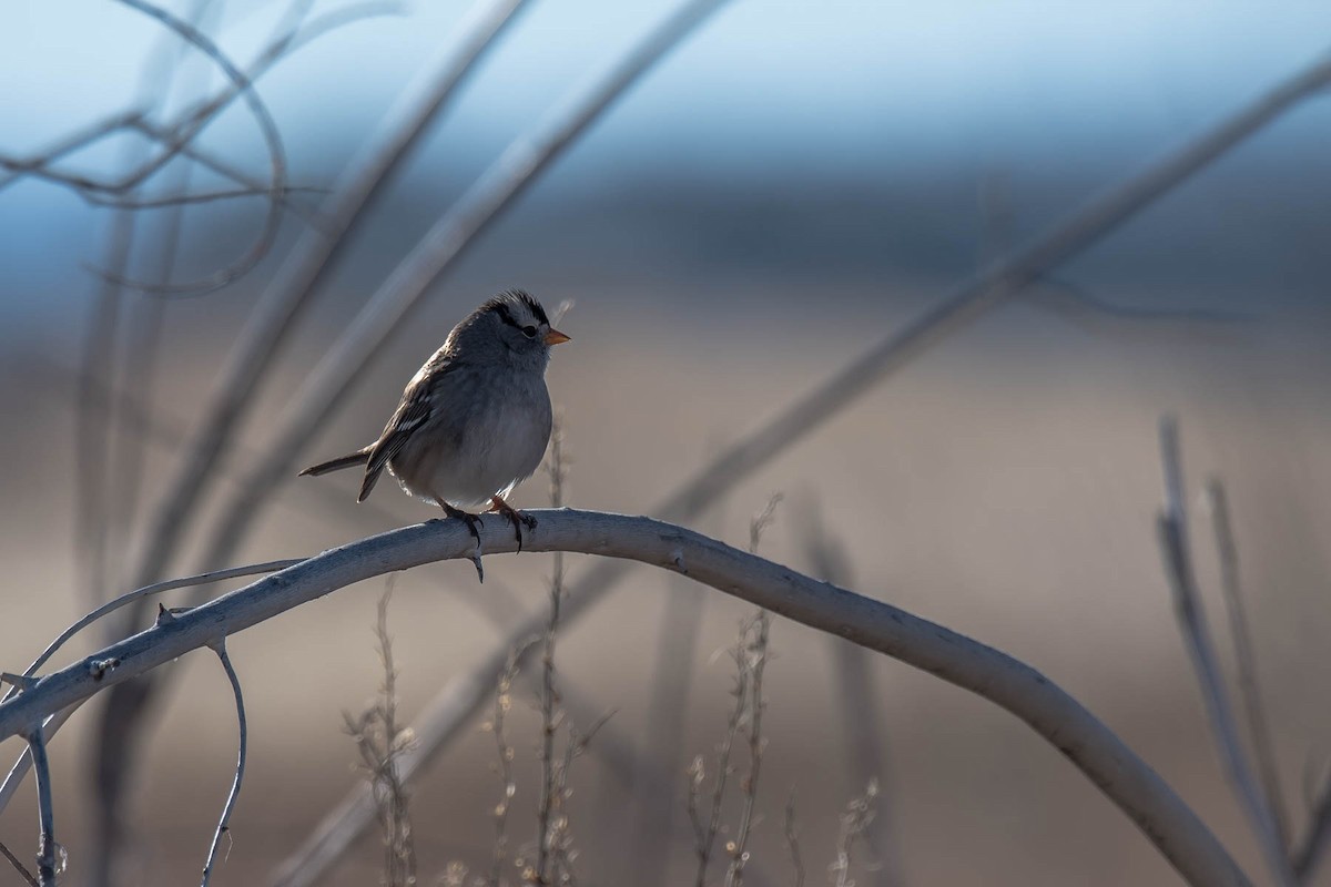 White-crowned Sparrow - ML393997361