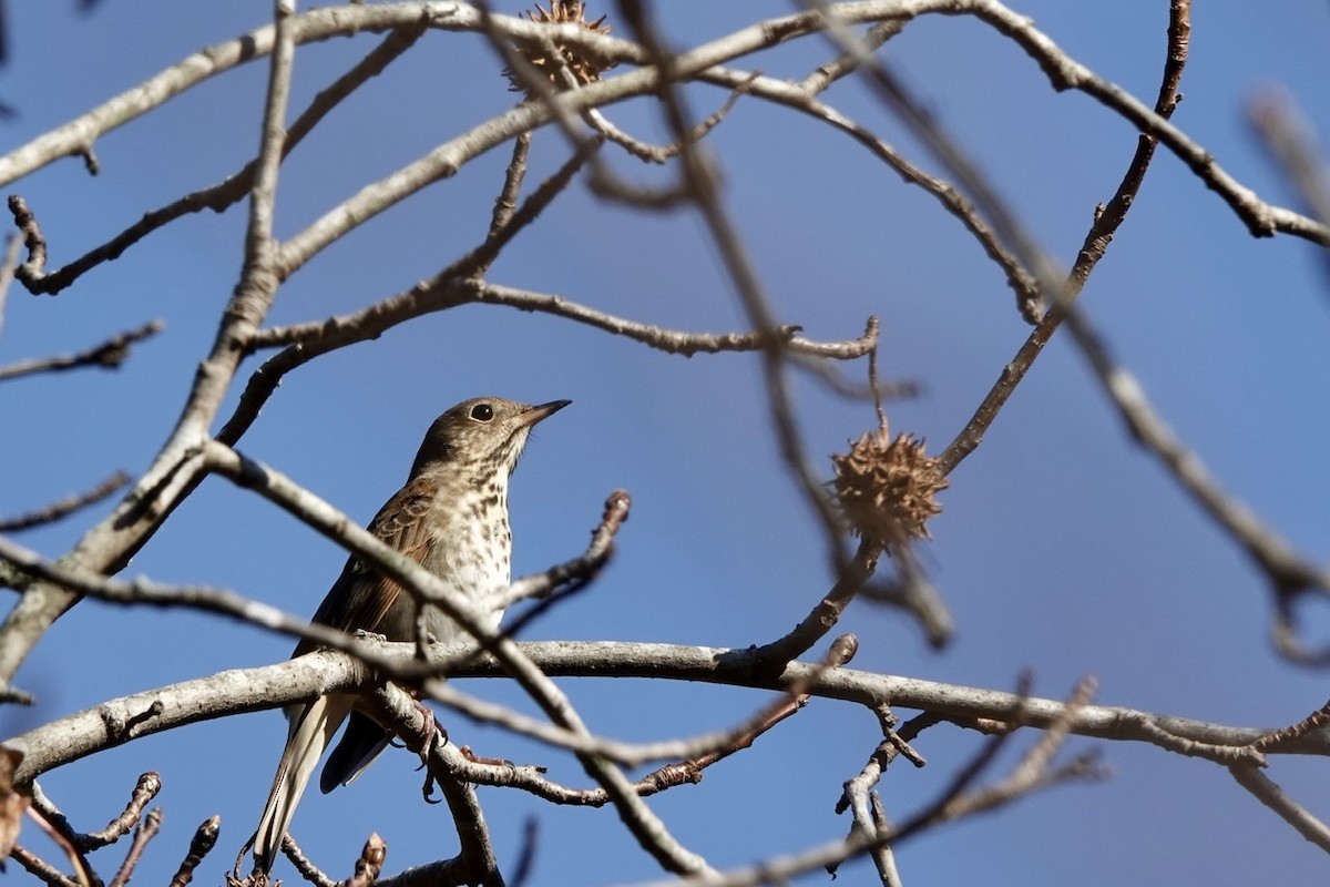 Hermit Thrush - ML393997771