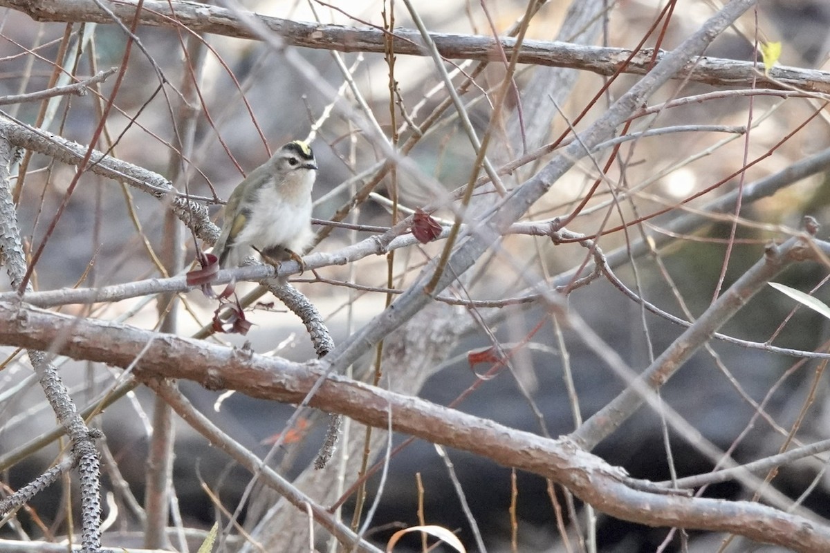 Golden-crowned Kinglet - ML393998151