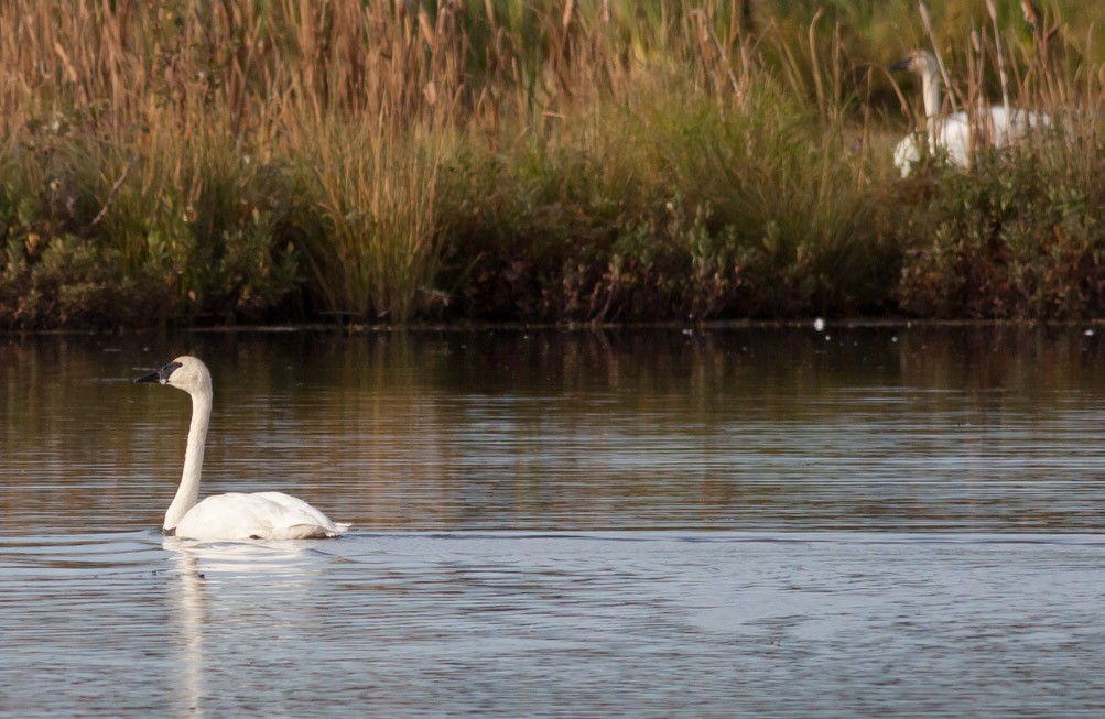 Trumpeter Swan - ML39399831