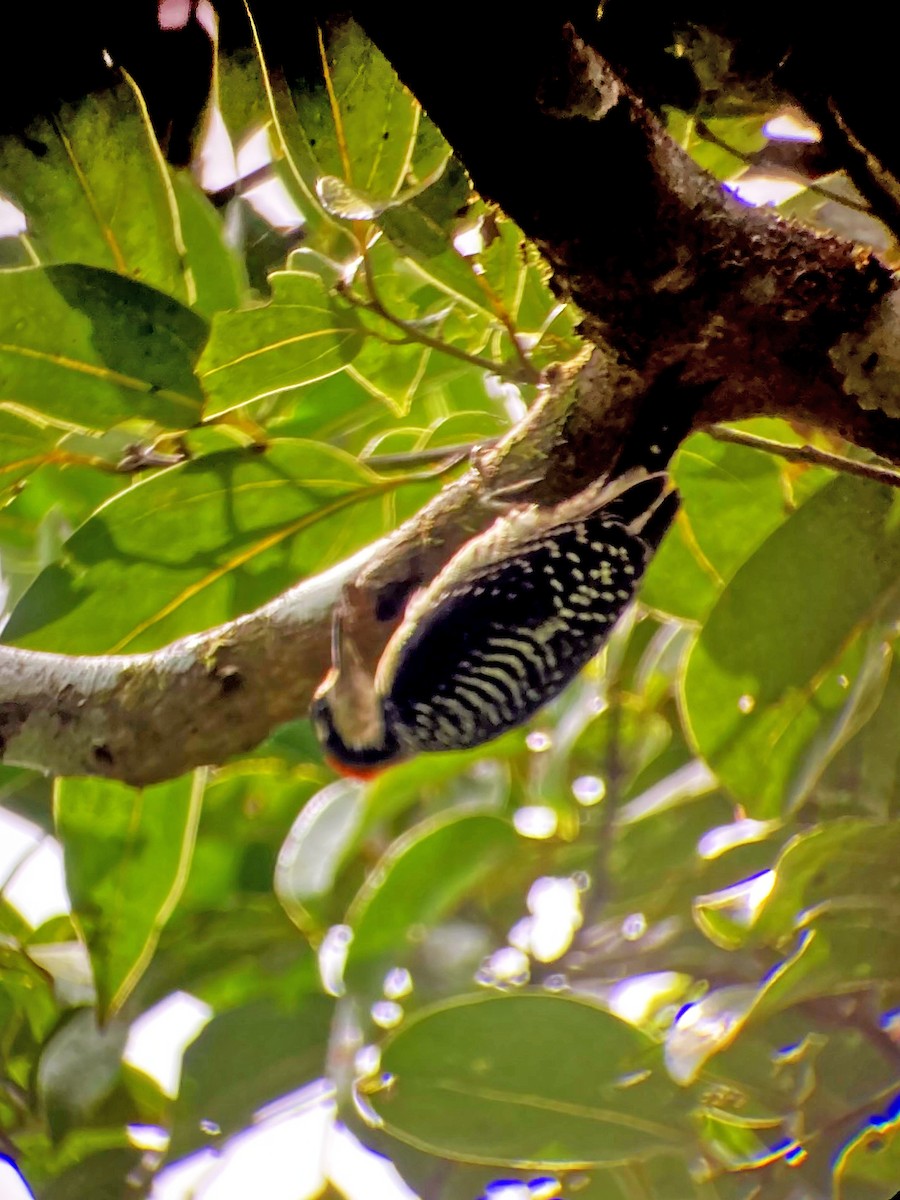 Black-cheeked Woodpecker - ML393998581