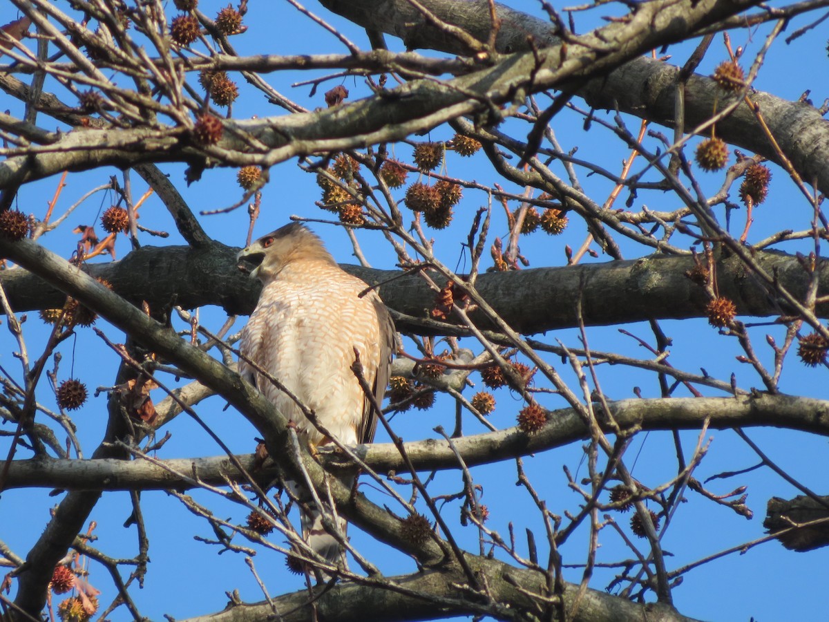 Cooper's Hawk - ML393998621