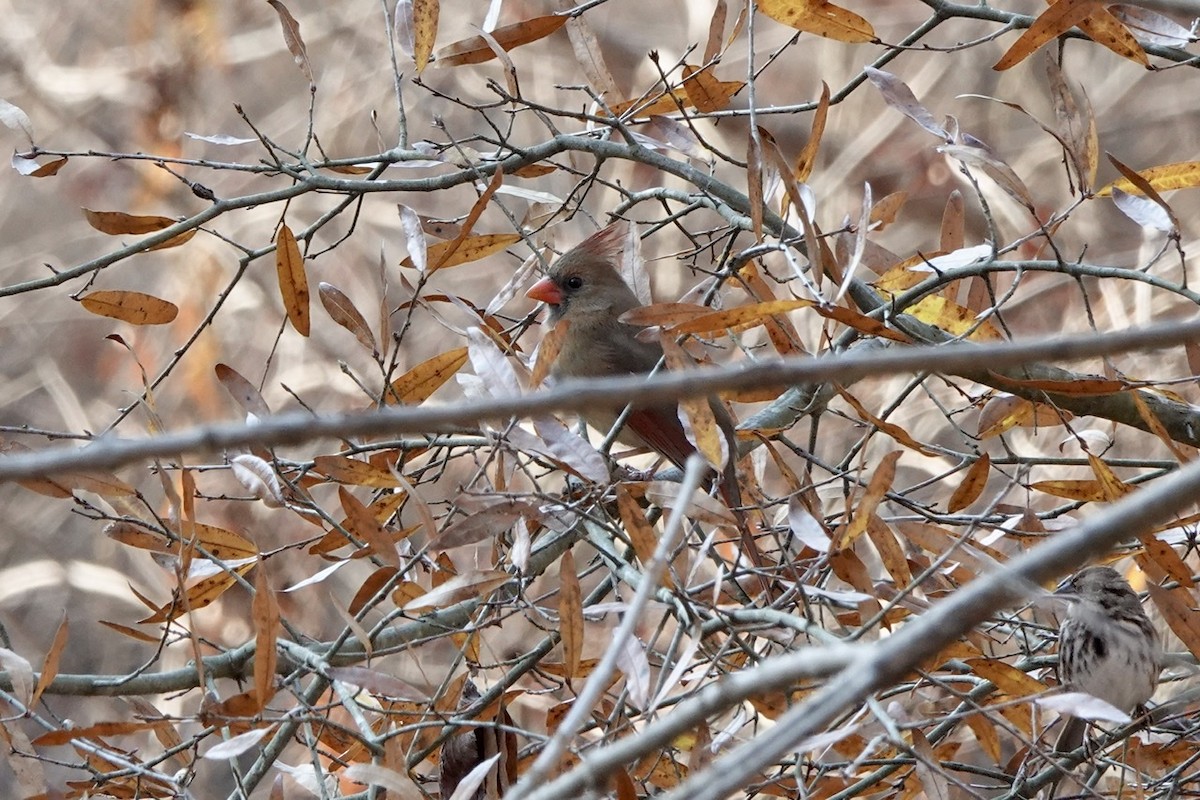 Northern Cardinal - ML393998711