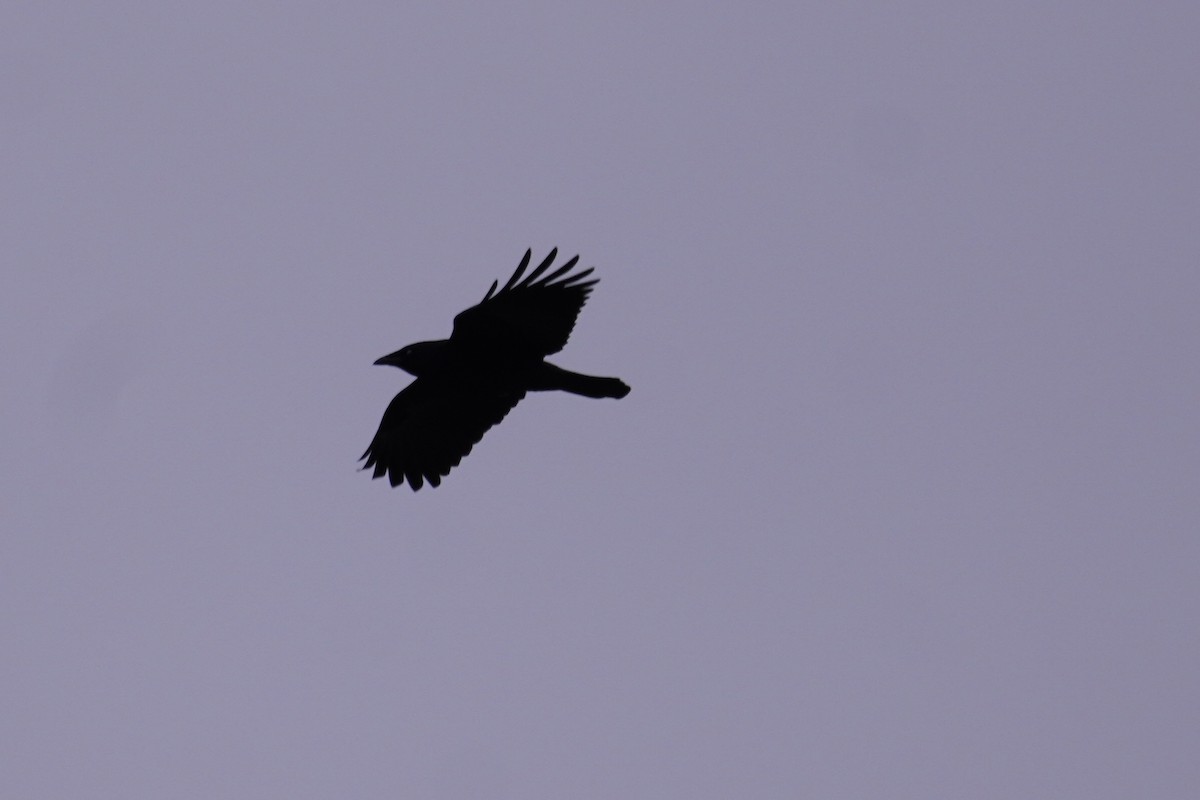 American Crow - ML393999161