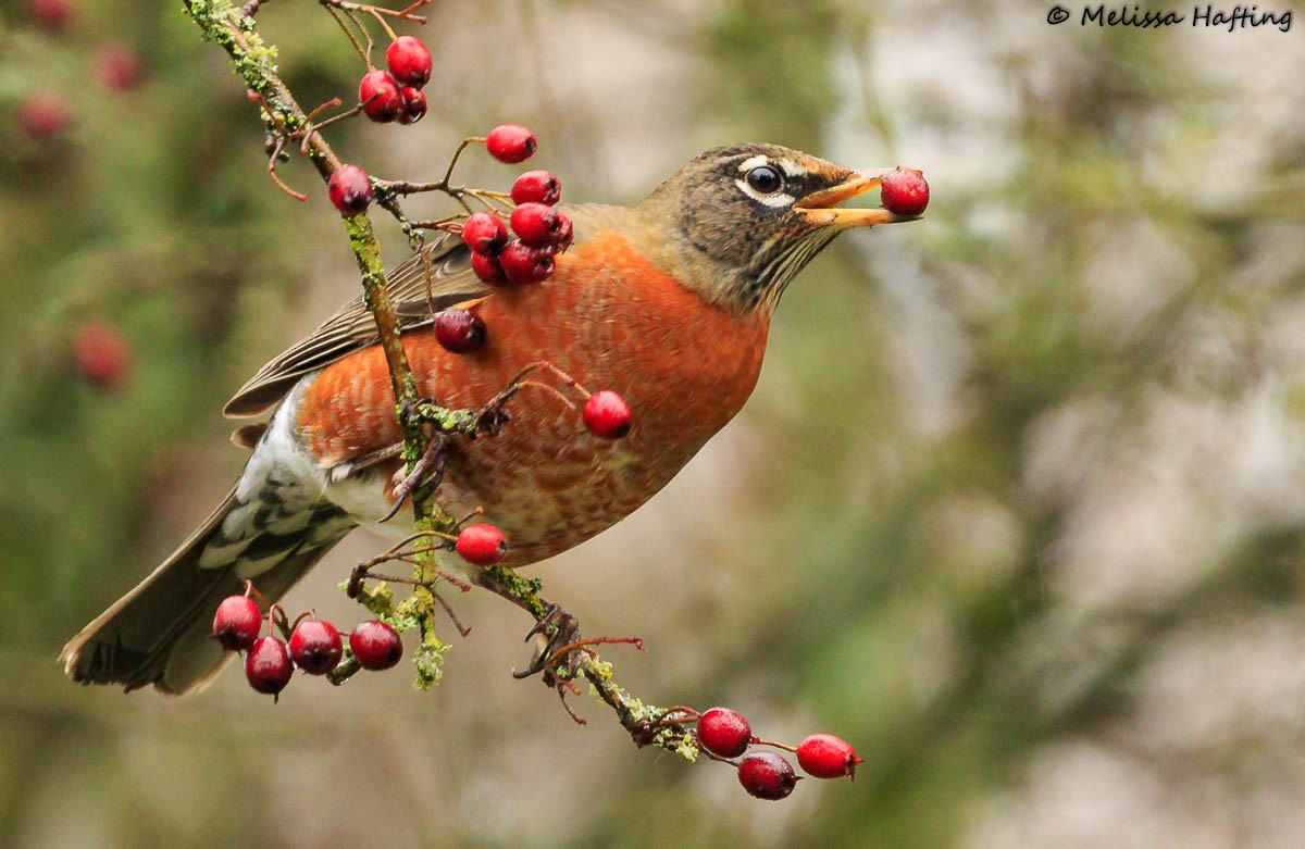 American Robin - ML393999791