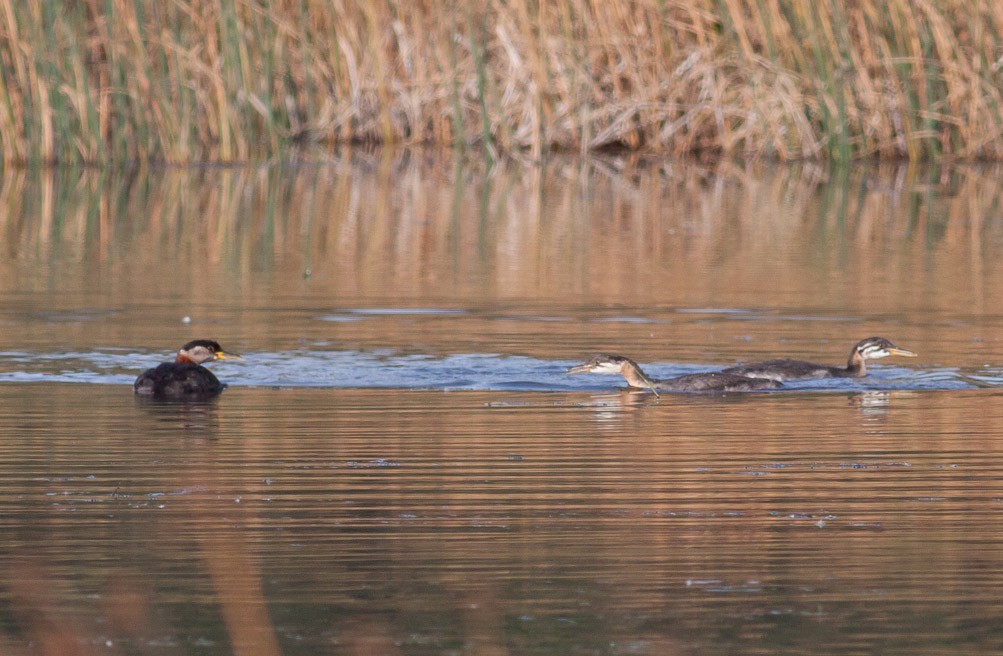 Red-necked Grebe - ML39400041