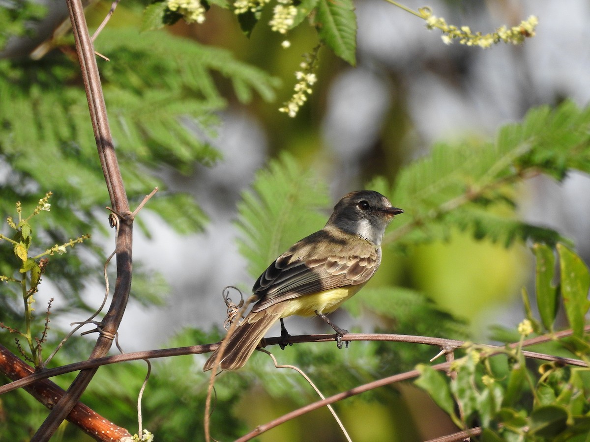 Northern Scrub-Flycatcher - Tania Aguirre