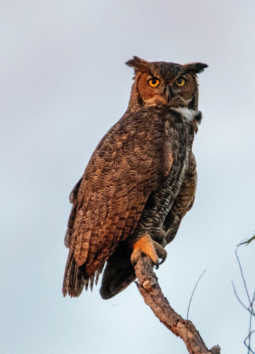 Great Horned Owl - ML394003351