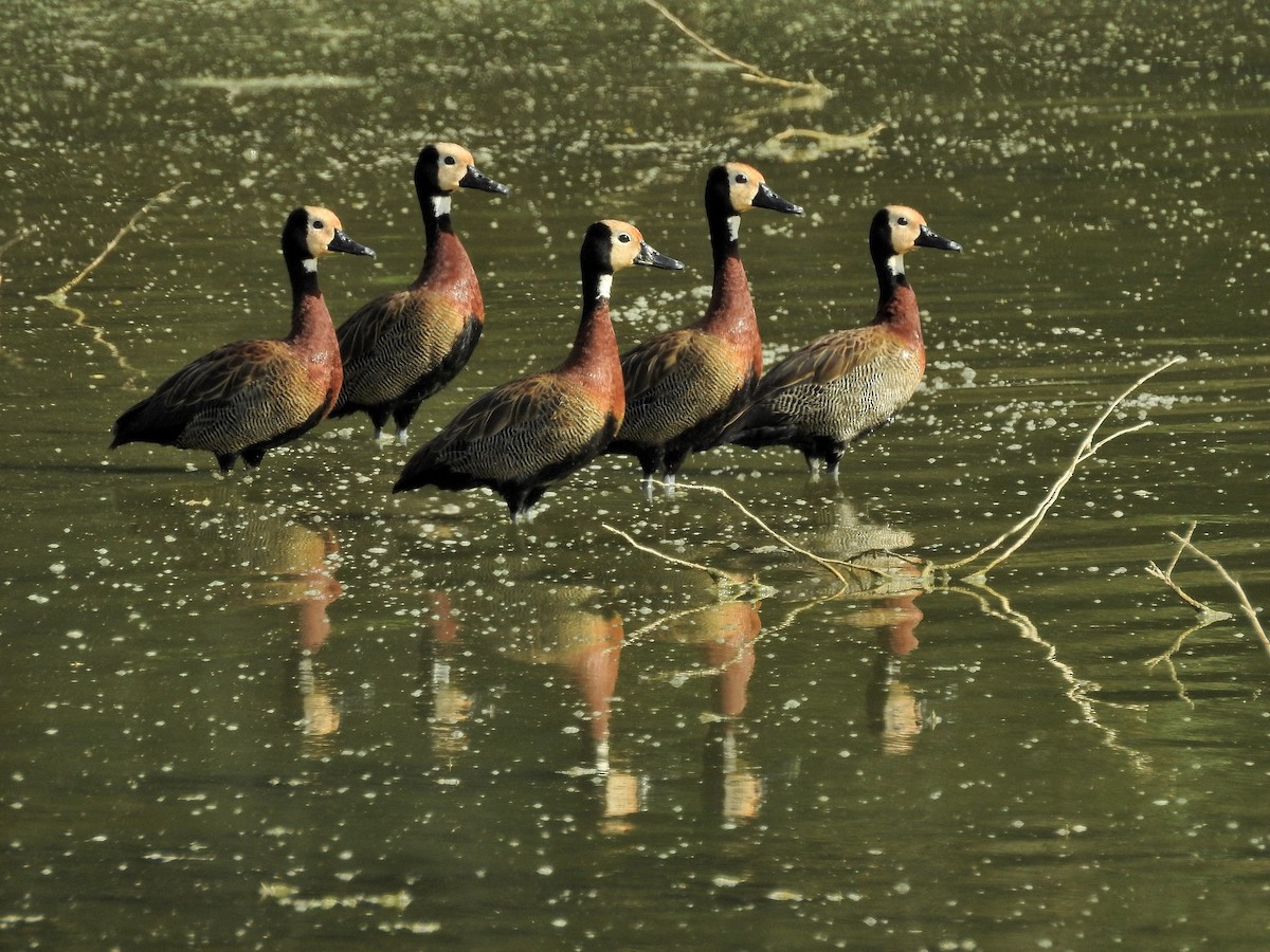 White-faced Whistling-Duck - Tania Aguirre