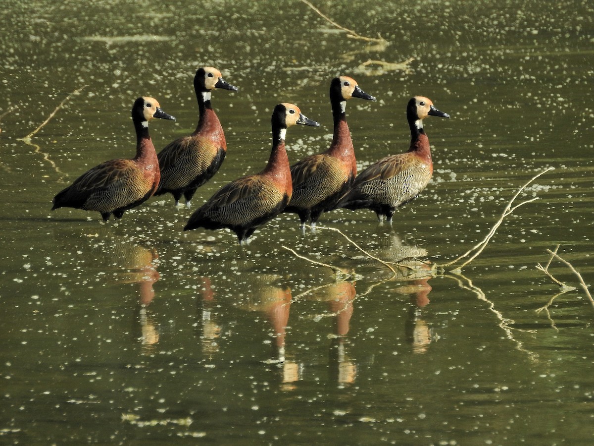 White-faced Whistling-Duck - ML394003761