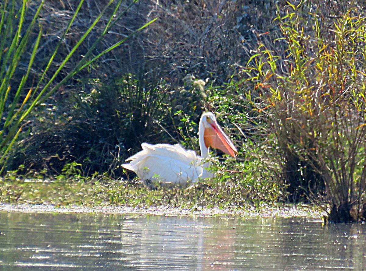 Nashornpelikan - ML39400401