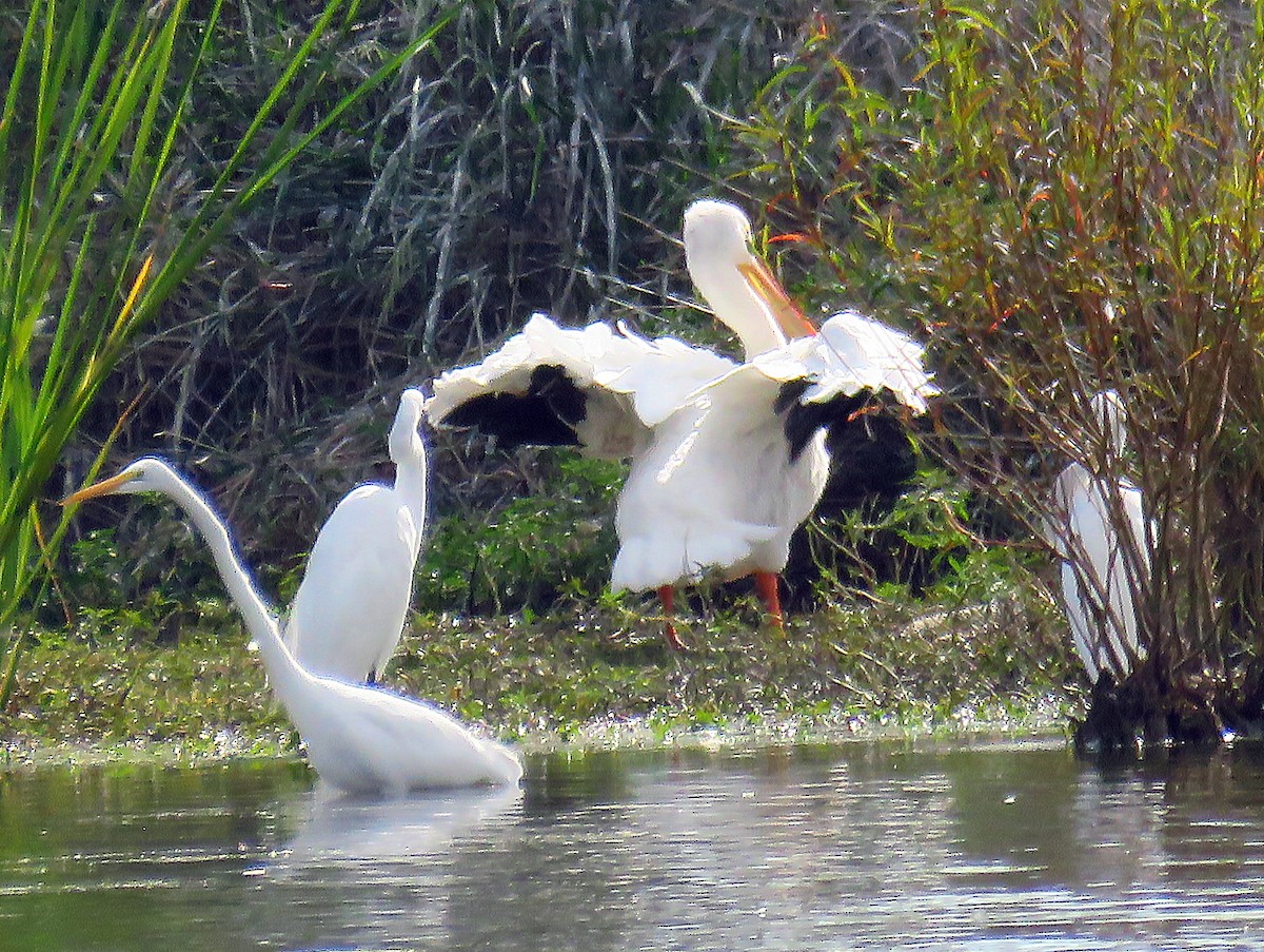 Nashornpelikan - ML39400421