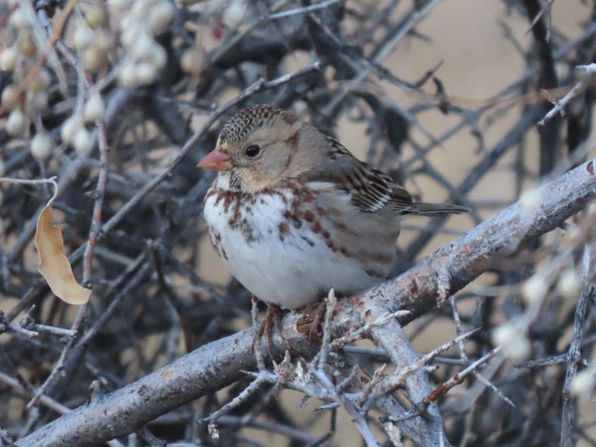 Harris's Sparrow - Del Nelson