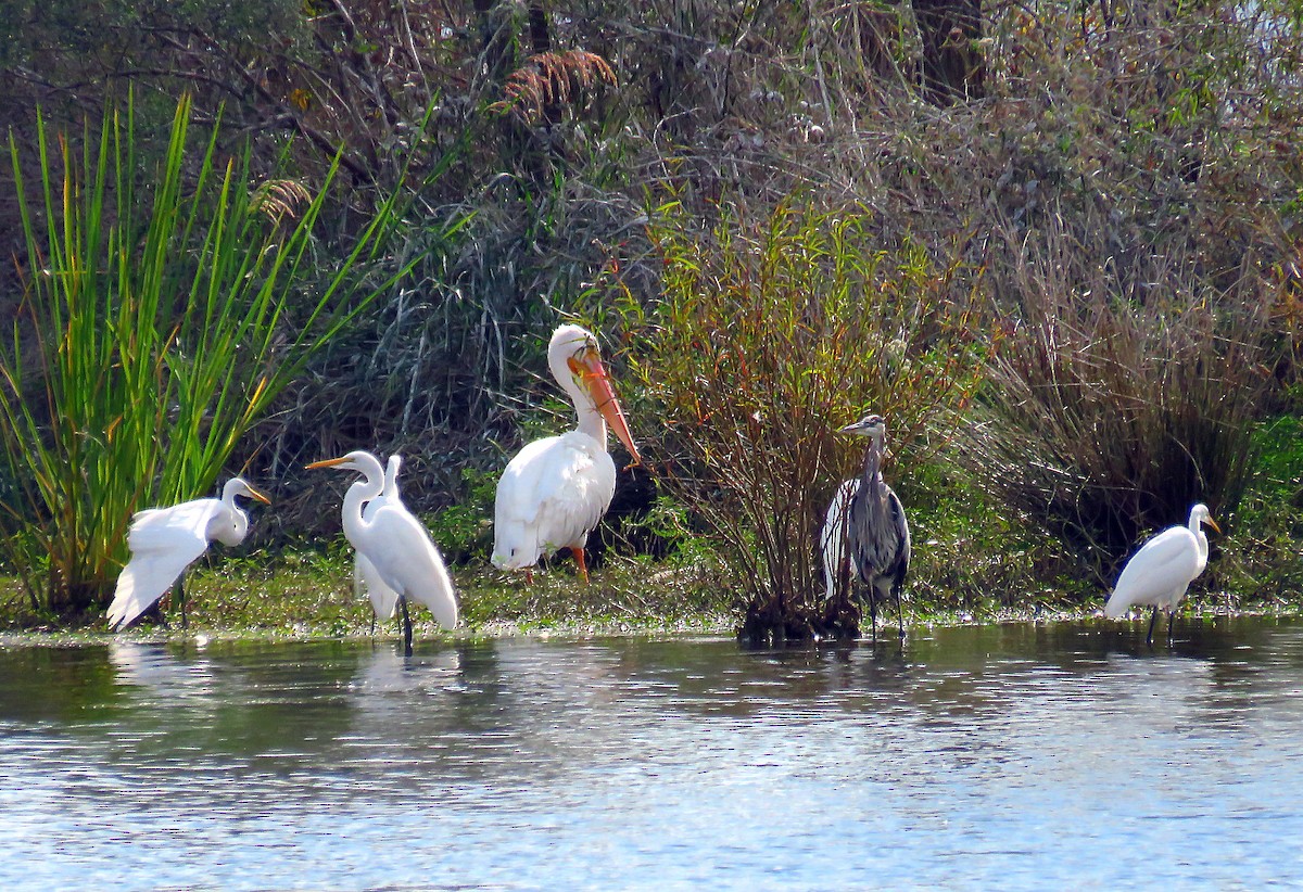 Nashornpelikan - ML39400431