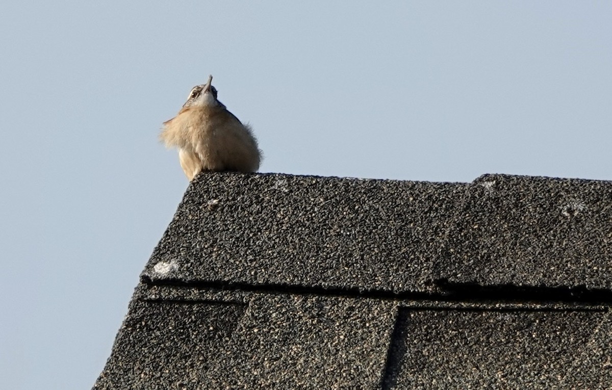 Carolina Wren - ML394004321