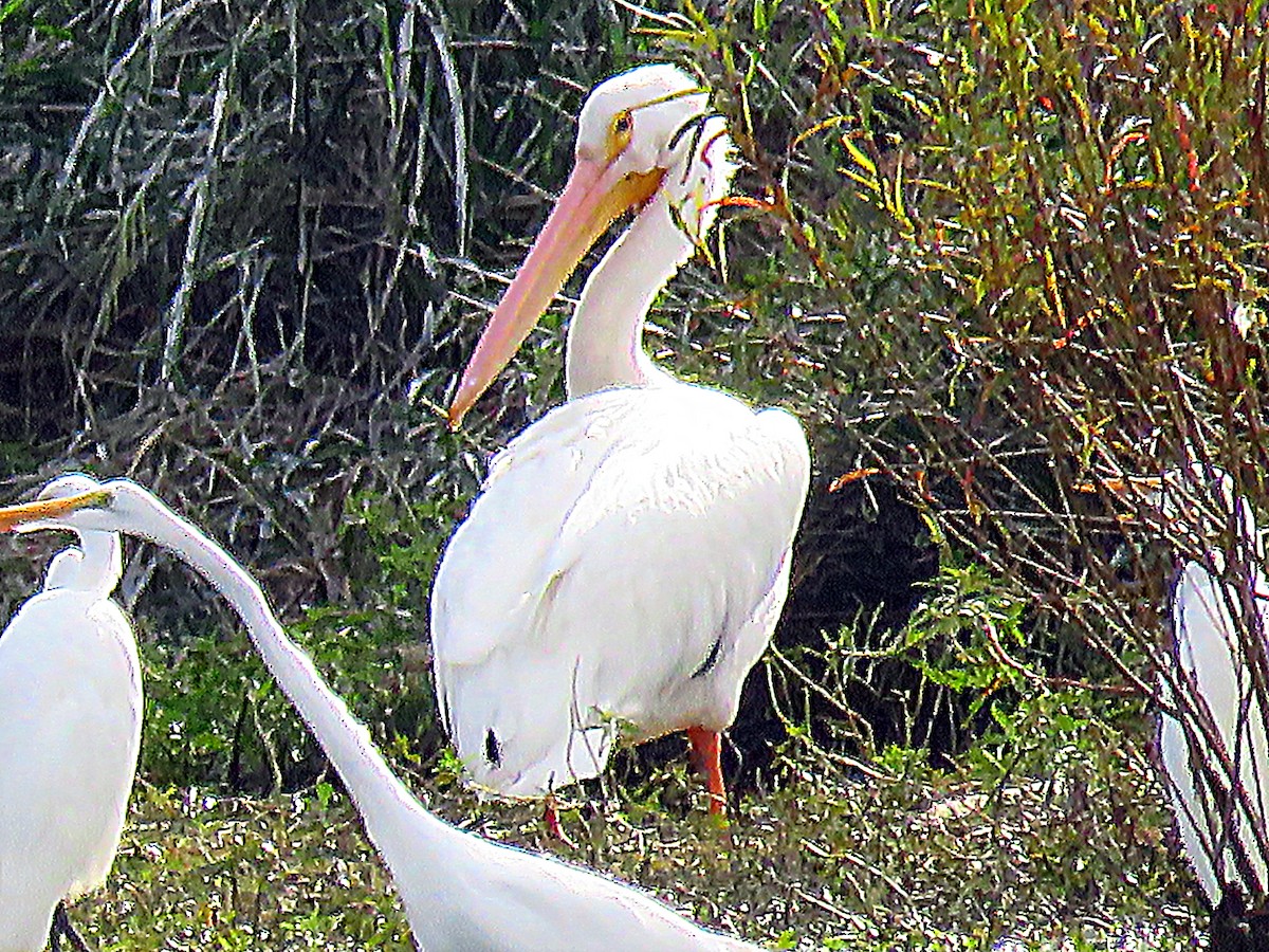 Nashornpelikan - ML39400441