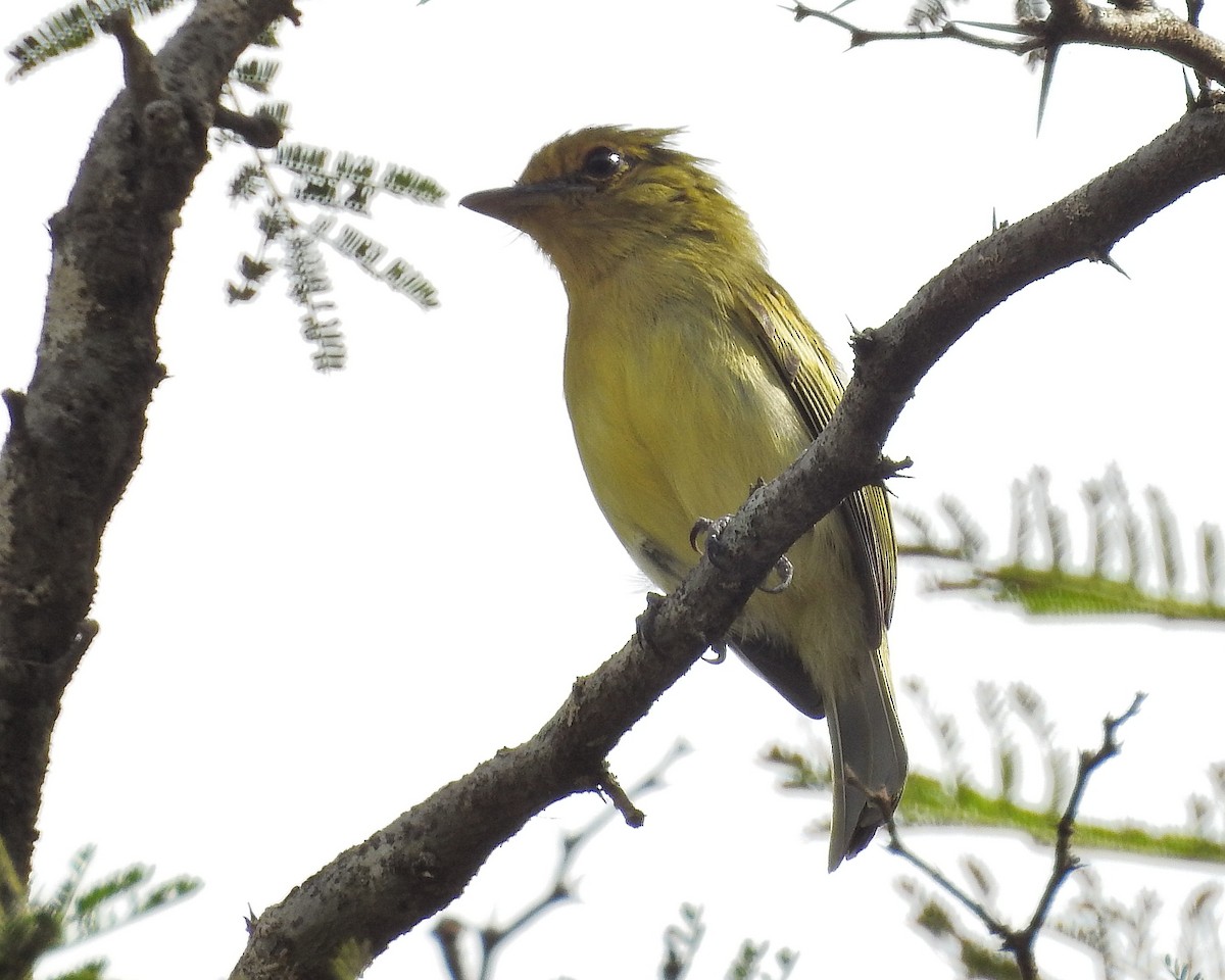 Tyranneau à poitrine jaune - ML394004521