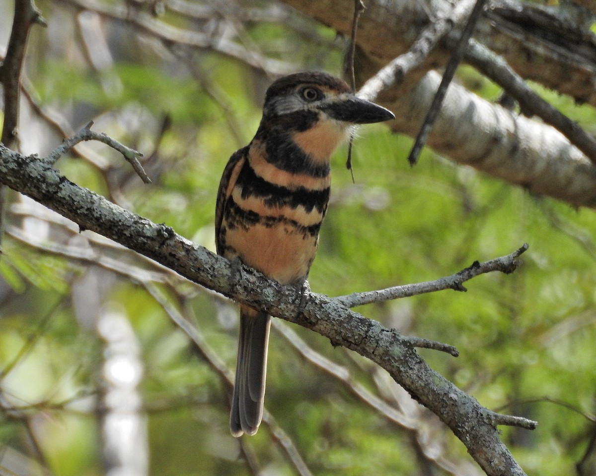 Two-banded Puffbird - Tania Aguirre