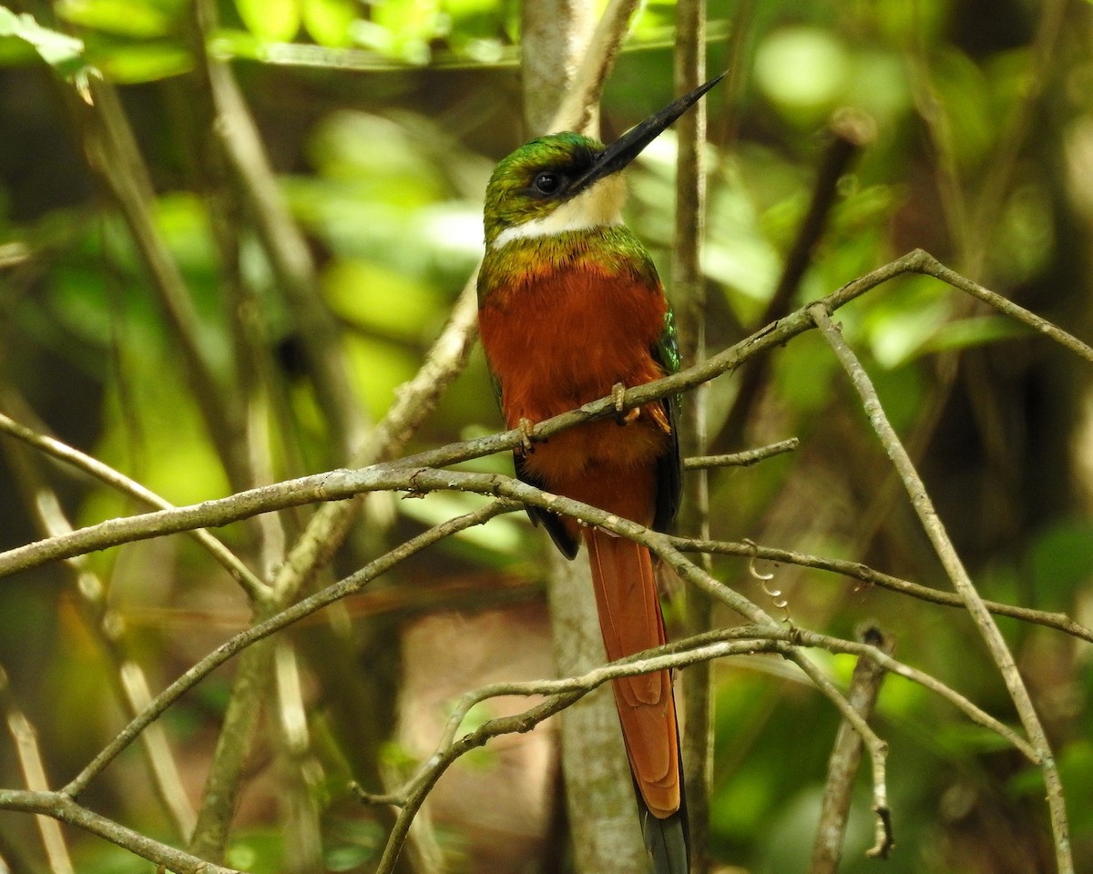 Rufous-tailed Jacamar - Tania Aguirre