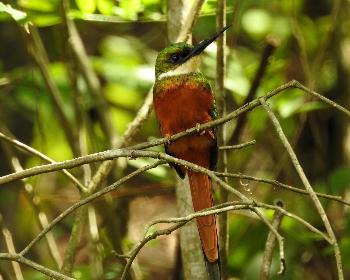 Rufous-tailed Jacamar - ML394005781