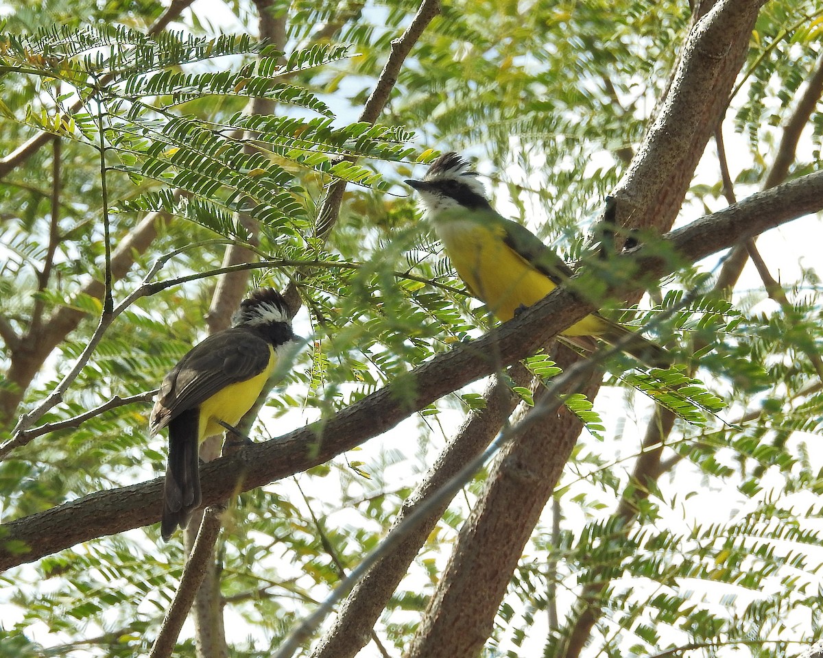 White-bearded Flycatcher - Tania Aguirre