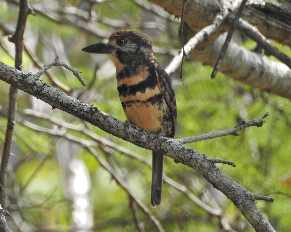 Two-banded Puffbird - Tania Aguirre