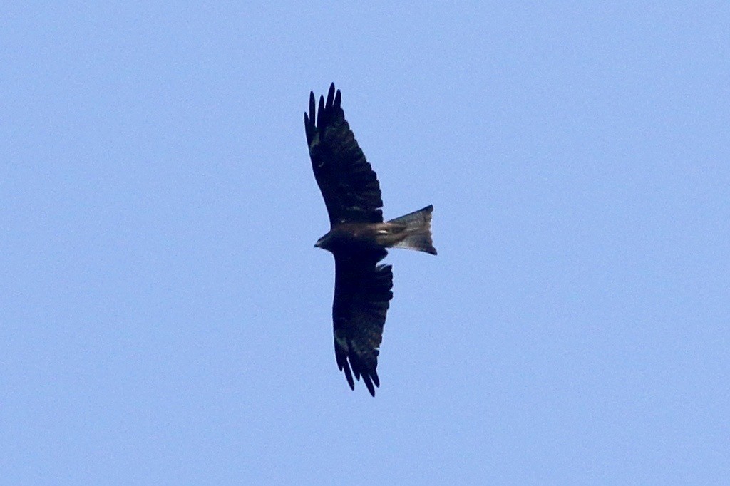 Black Kite - ML394006241