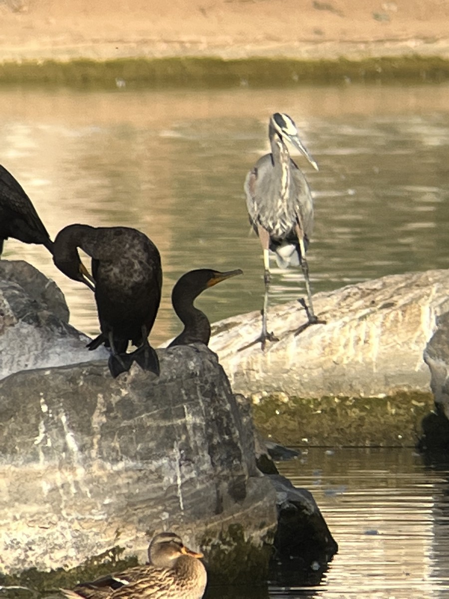 Great Blue Heron - ML394010321