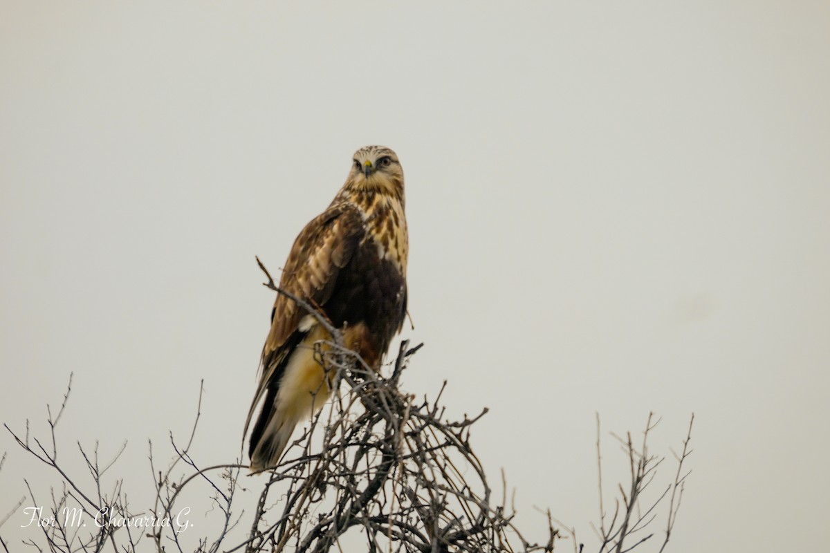 Rough-legged Hawk - ML394013771