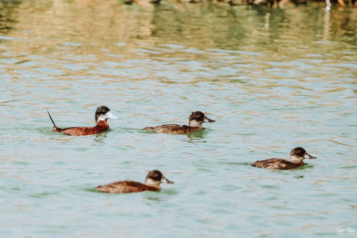 Andean Duck - Renato David Rojas Cánova