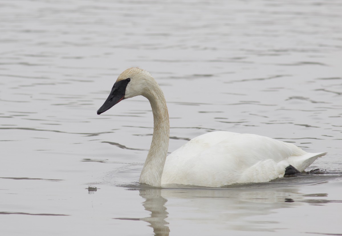 Trumpeter Swan - Nathan Dubrow