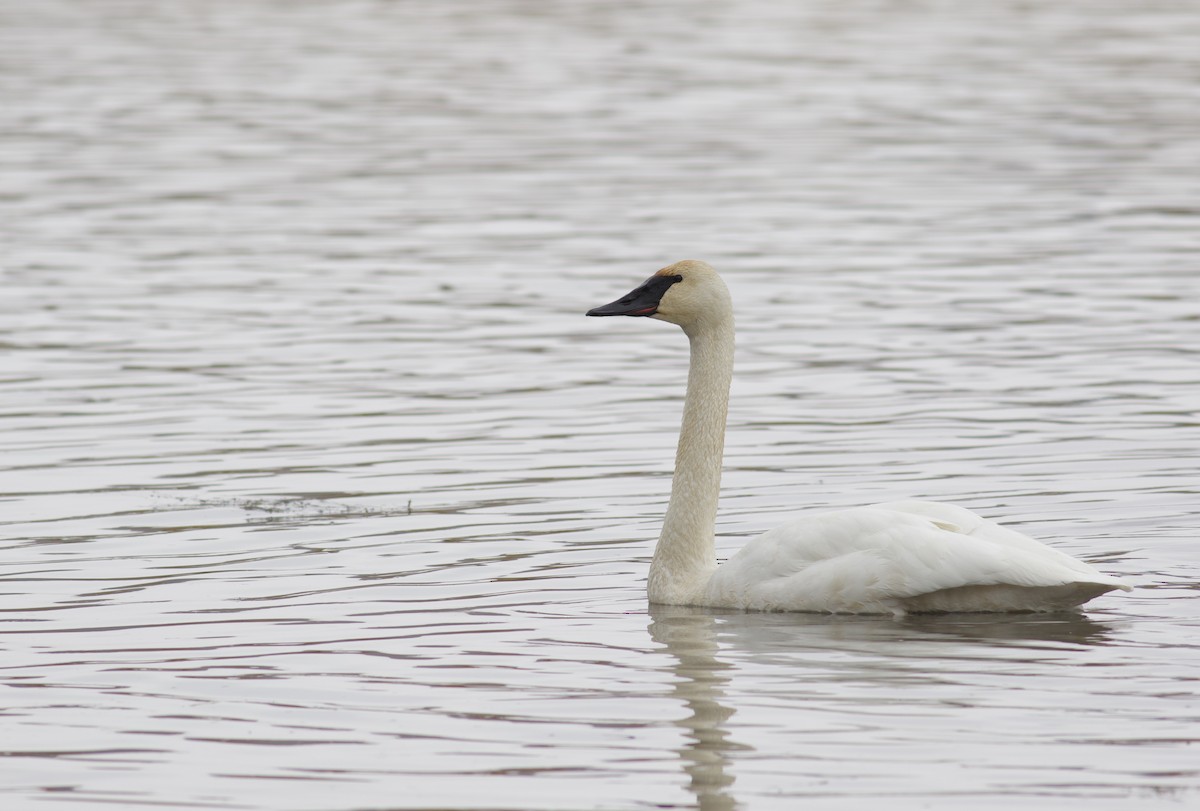 Trumpeter Swan - Nathan Dubrow