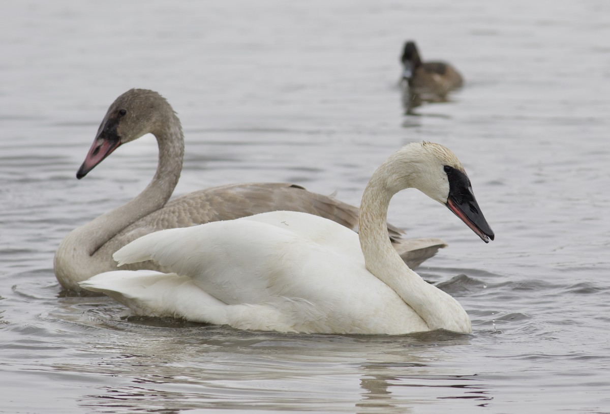 Trumpeter Swan - Nathan Dubrow