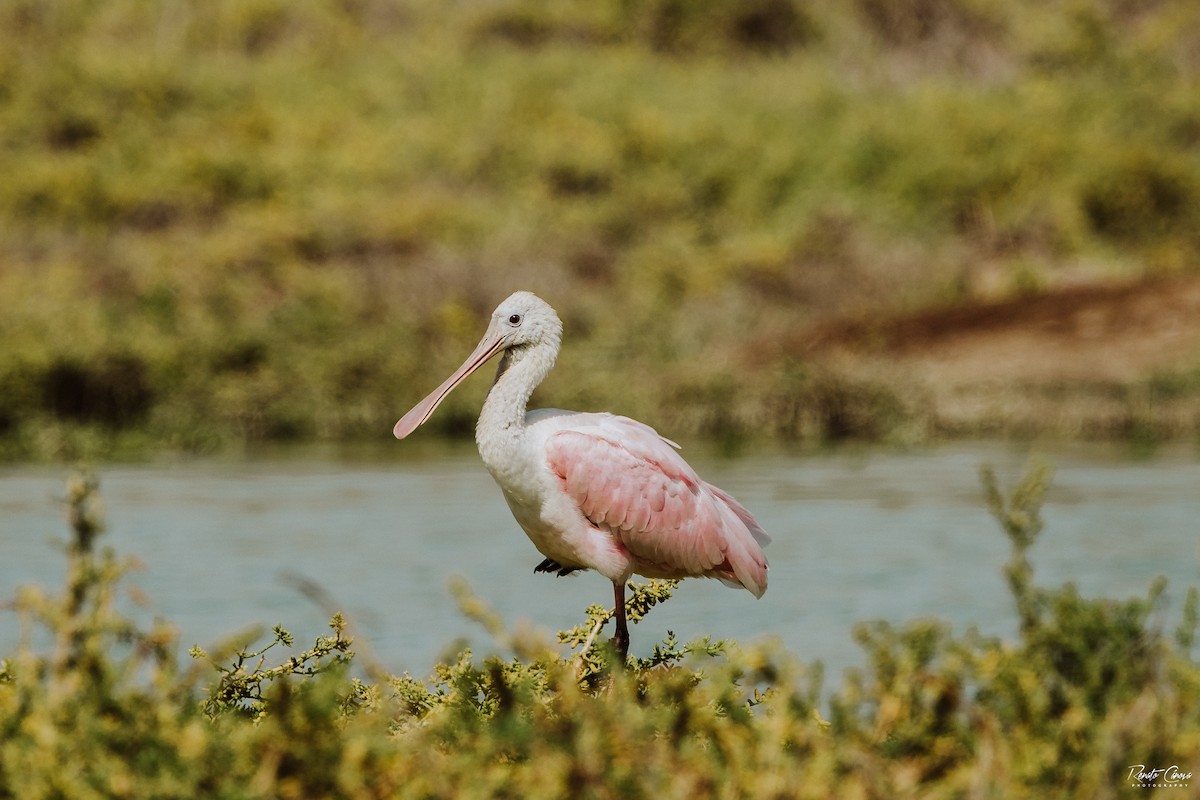 Roseate Spoonbill - ML394018421