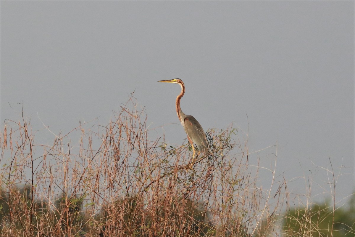 Purple Heron - ML394019001