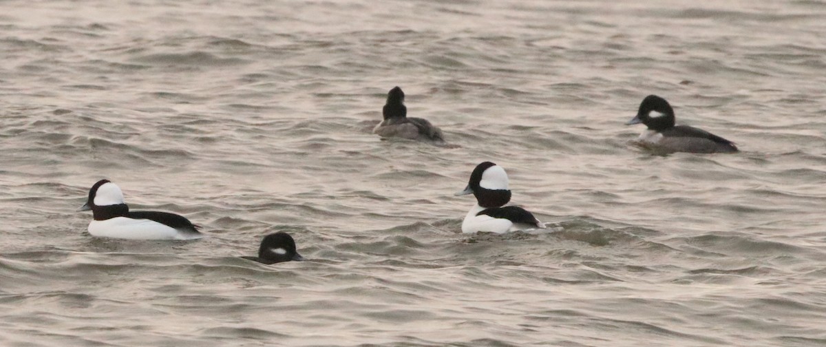 Bufflehead - ML394020761