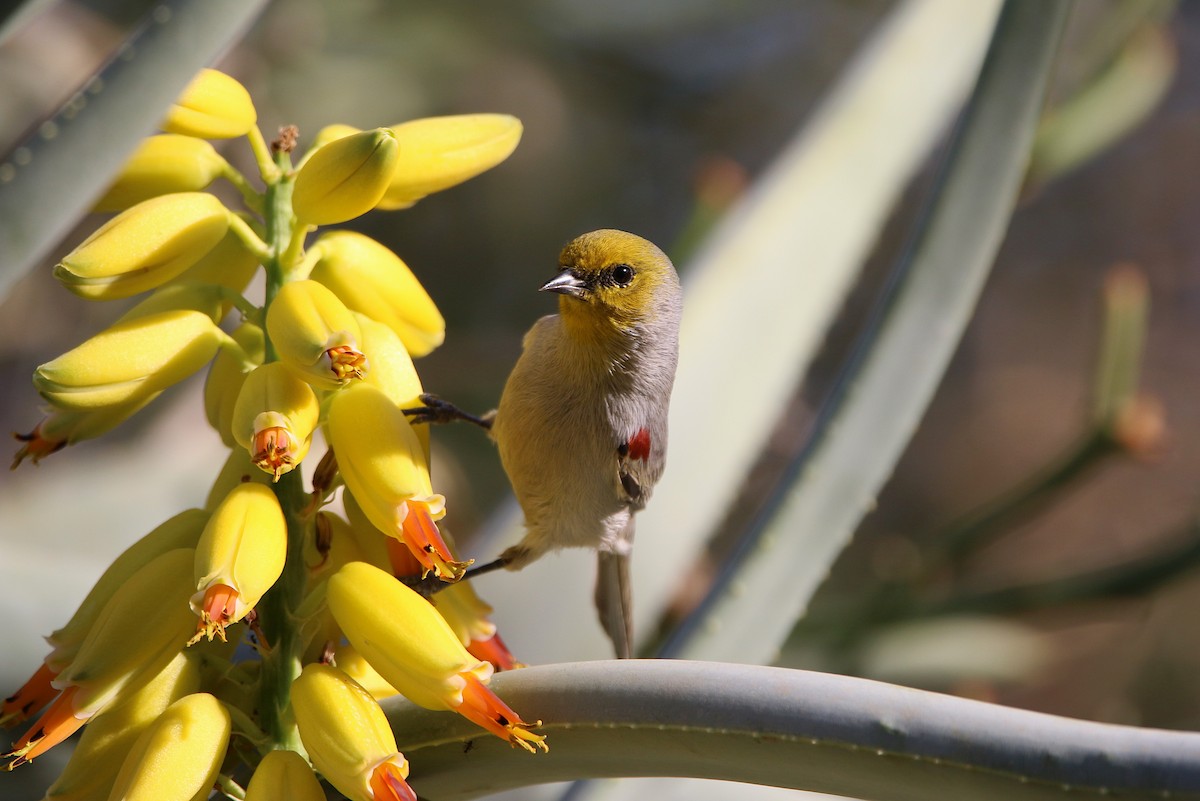 Verdin - ML394021841