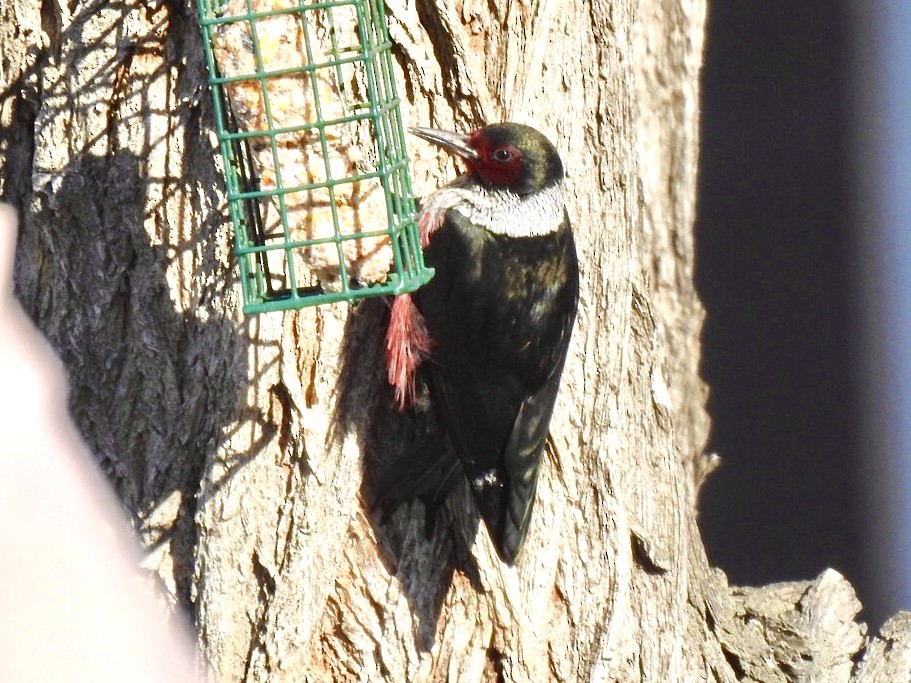 Lewis's Woodpecker - ML394022341
