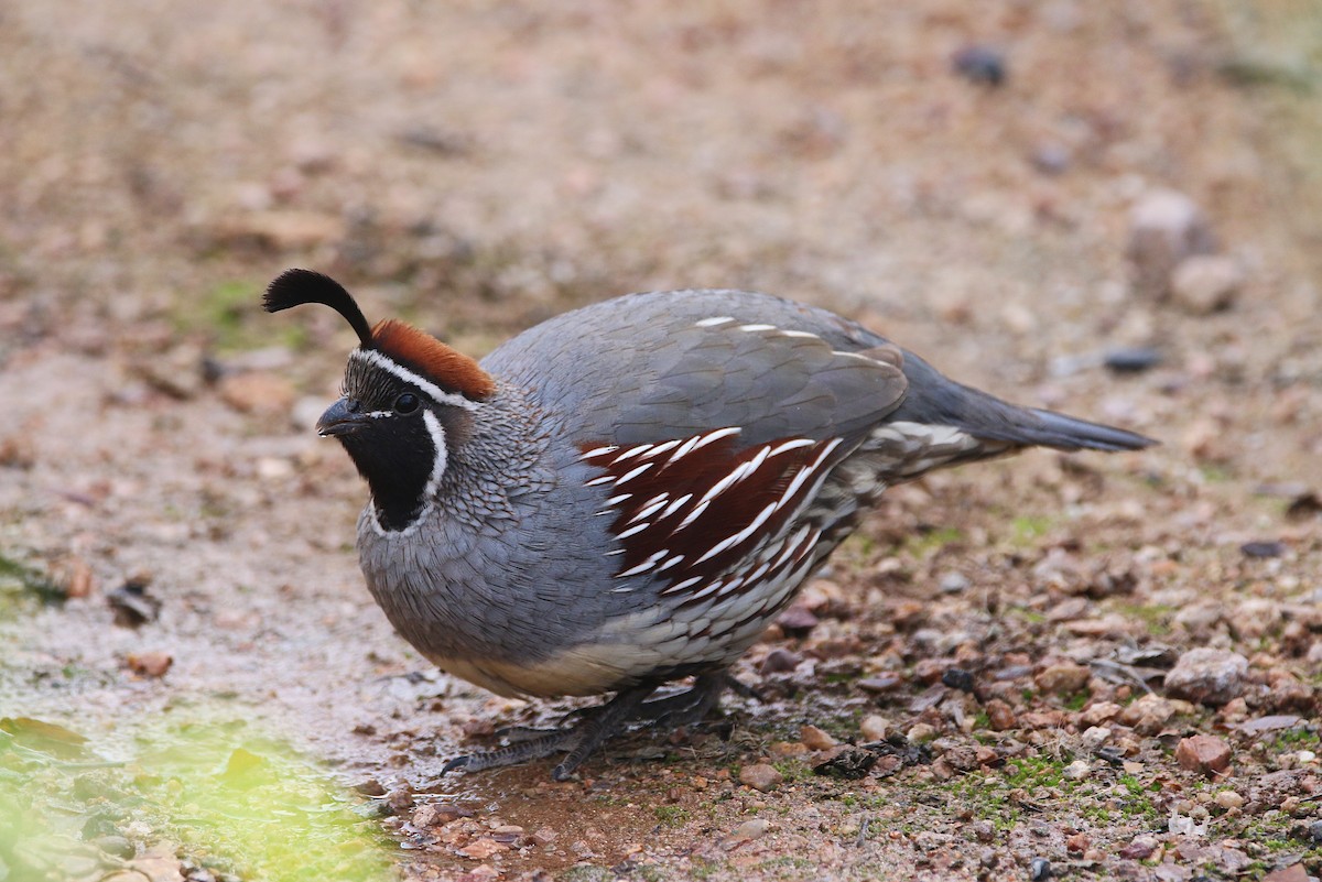 Gambel's Quail - ML394022661