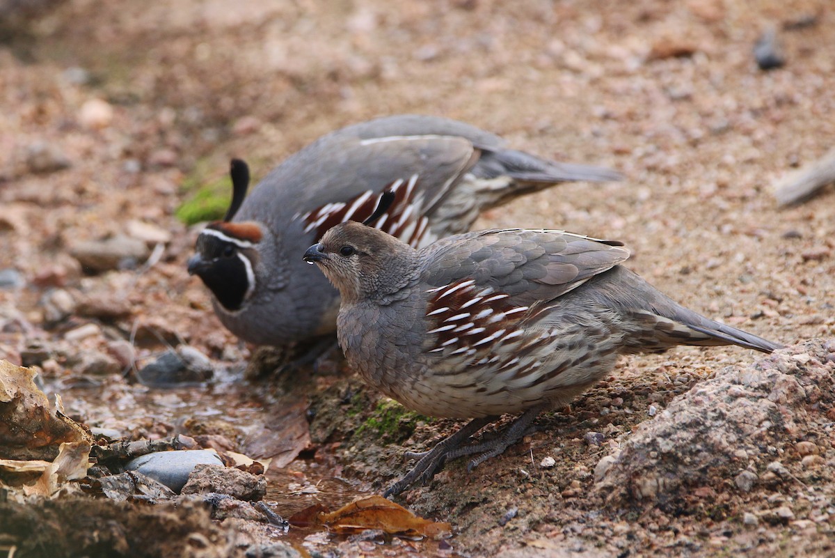 Gambel's Quail - ML394022681