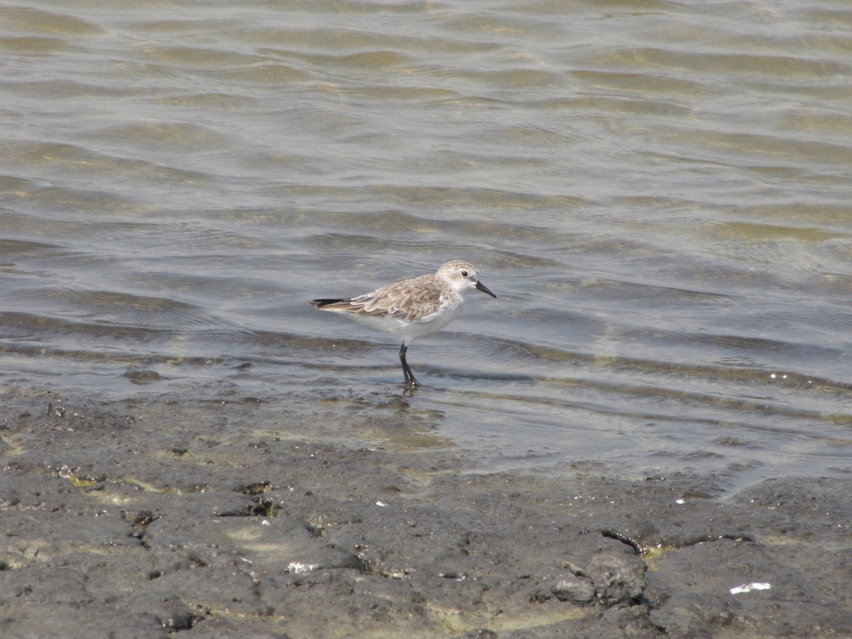 Rotkehl-Strandläufer - ML394022921