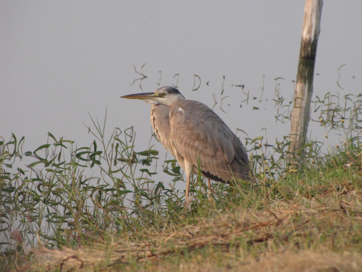 Gray Heron - Dave Beeke