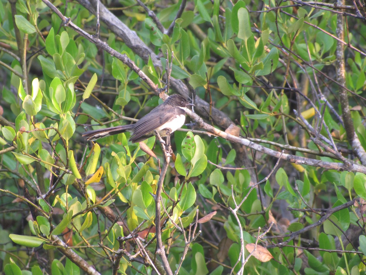 Malaysian Pied-Fantail - Dave Beeke