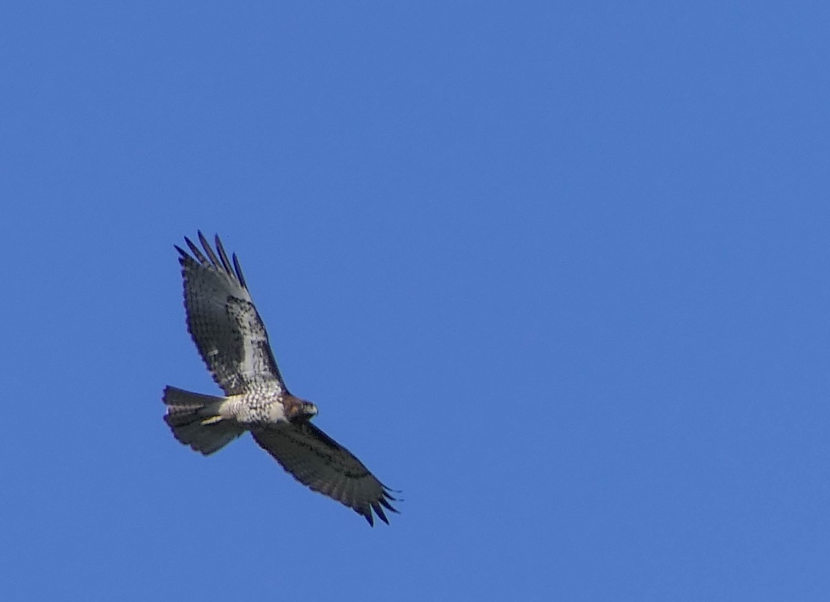 Red-tailed Hawk - ML394025711
