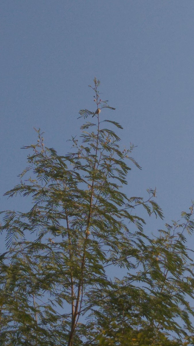 Gray-breasted Prinia - ML394027241