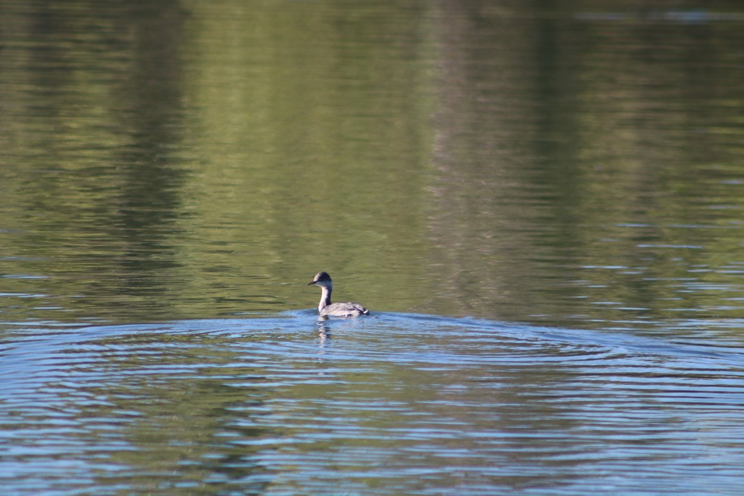 Eared Grebe - ML394027281