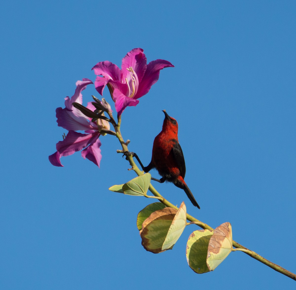 Micronesian Myzomela - Trenton Voytko