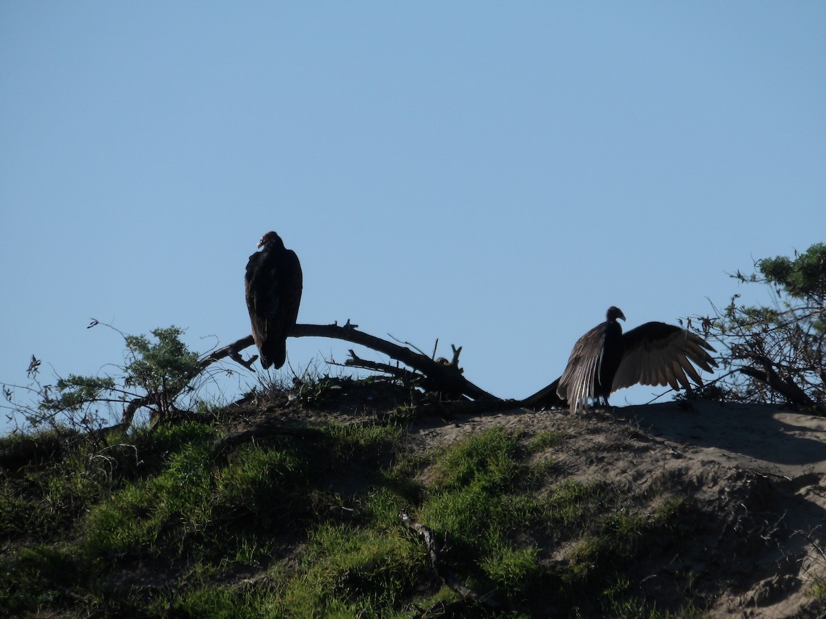 Turkey Vulture - Suzanne Queen